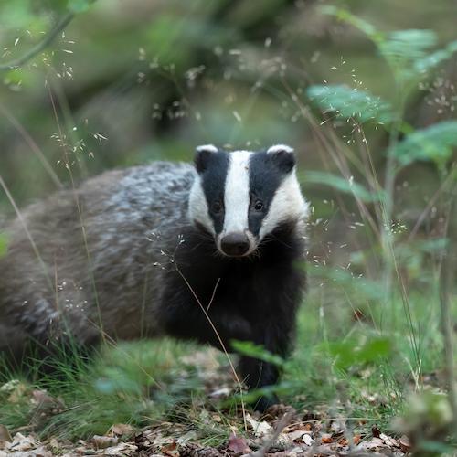 A badger walking through the woods.