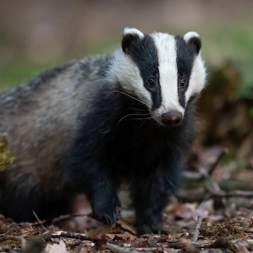 A badger with one paw raised.