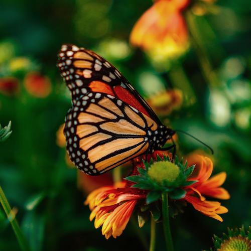 An orange butterfly siting an orange flower.