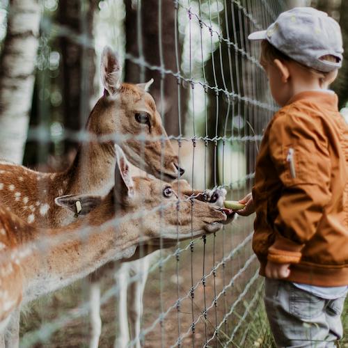 A child feeds deer through a fence.