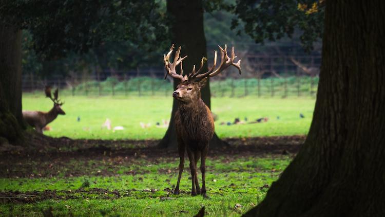 A stag stands in front of a herd of deer laying down.