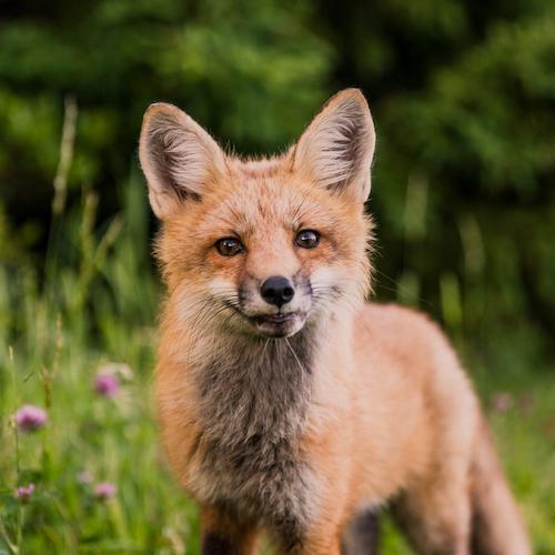 A fox looking at the camera.