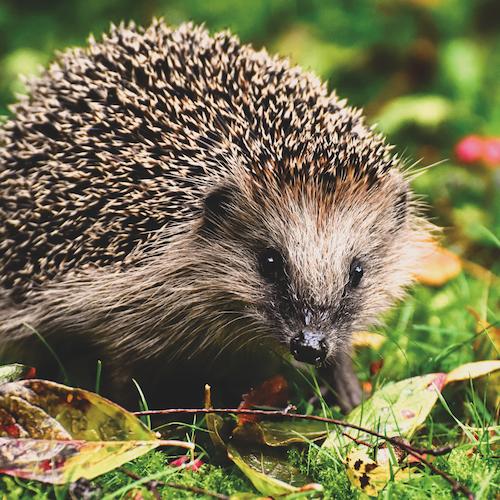 Close up shot of a hedgehog among leaves.