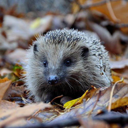 Close up shot of a hedgehog among leaves.
