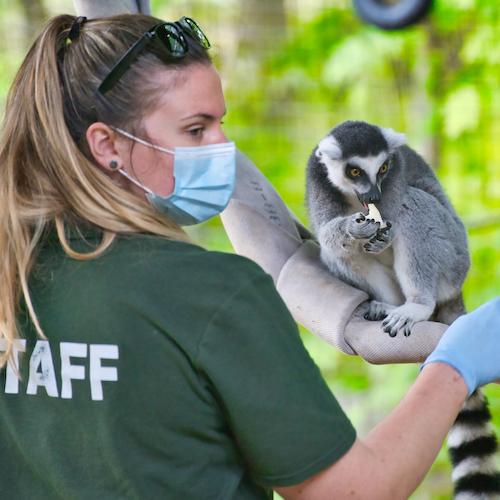 A zookeeper feeds a lemur.