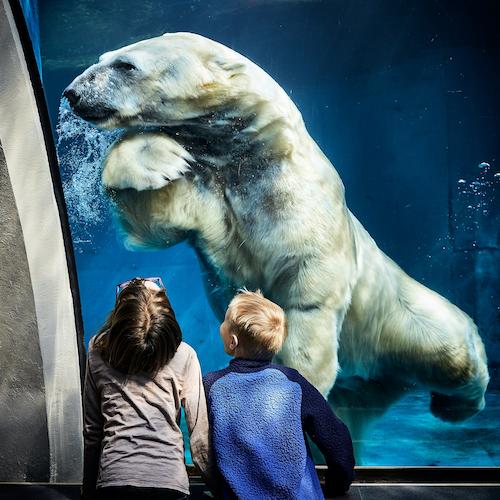 Two children look a swimming polar bear through glass.