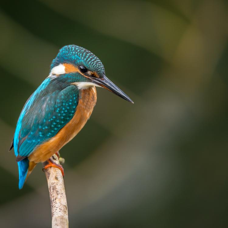 A kingfisher sitting on a branch.