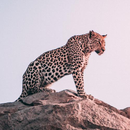 A leopard sits on a rock.