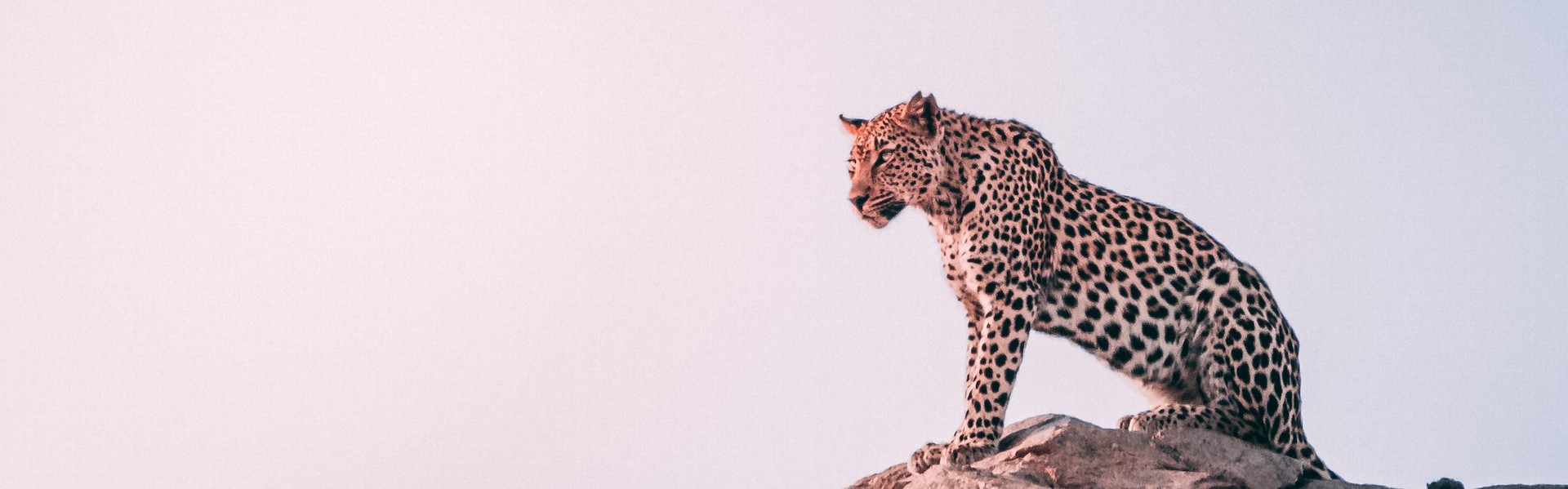 A leopard sits on a rock at looks to the right.
