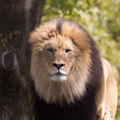 A male lion looks at the camera.