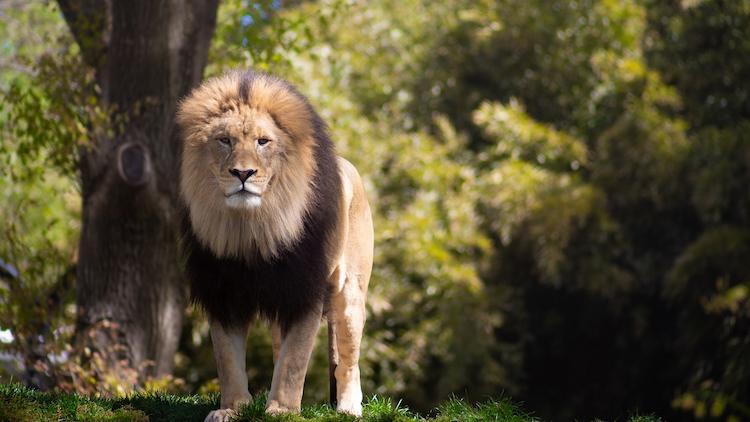 A male lion looks at the camera.
