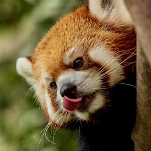 Close up shot of a red panda.