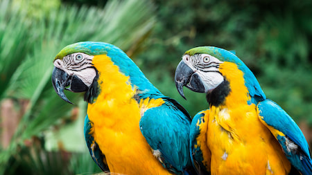 Two blue parrots look to the left.
