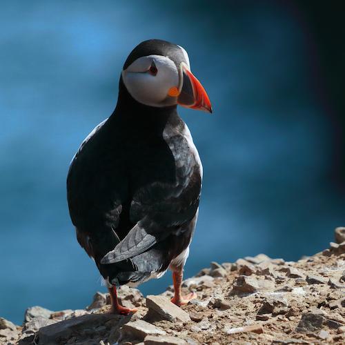 A puffin looks over its shoulder.