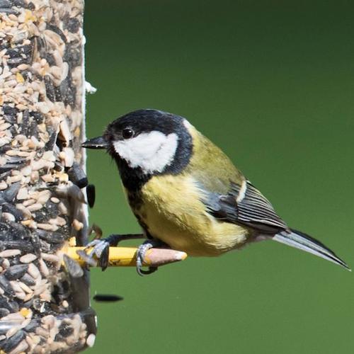 A small bird sitting on a recycled bird feeder.