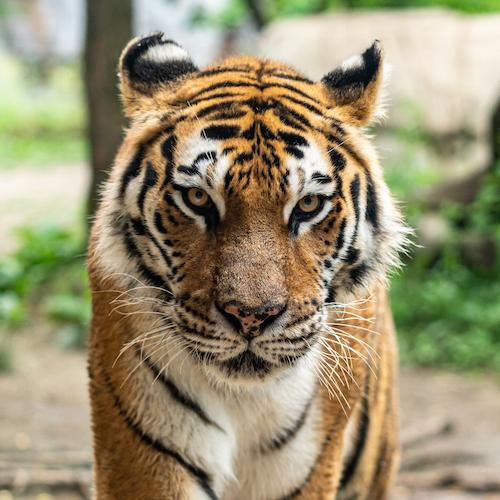 A tiger looks at the camera.